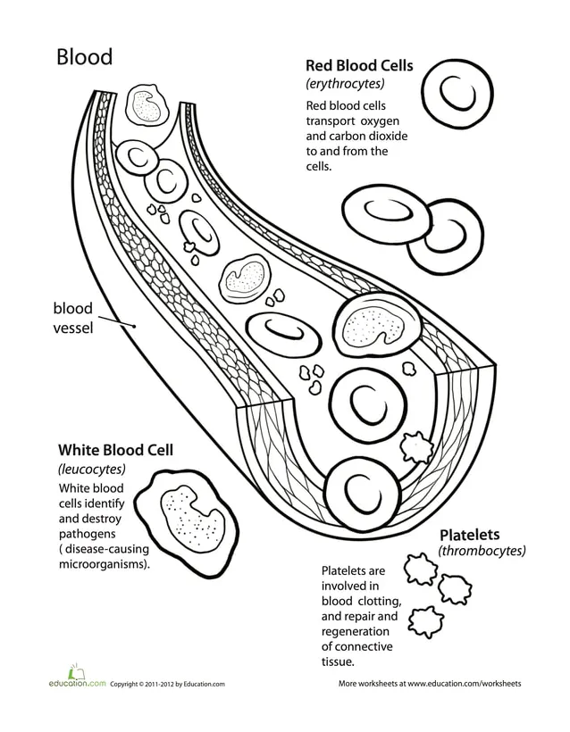 Blood vessels coloring pages coloring nation