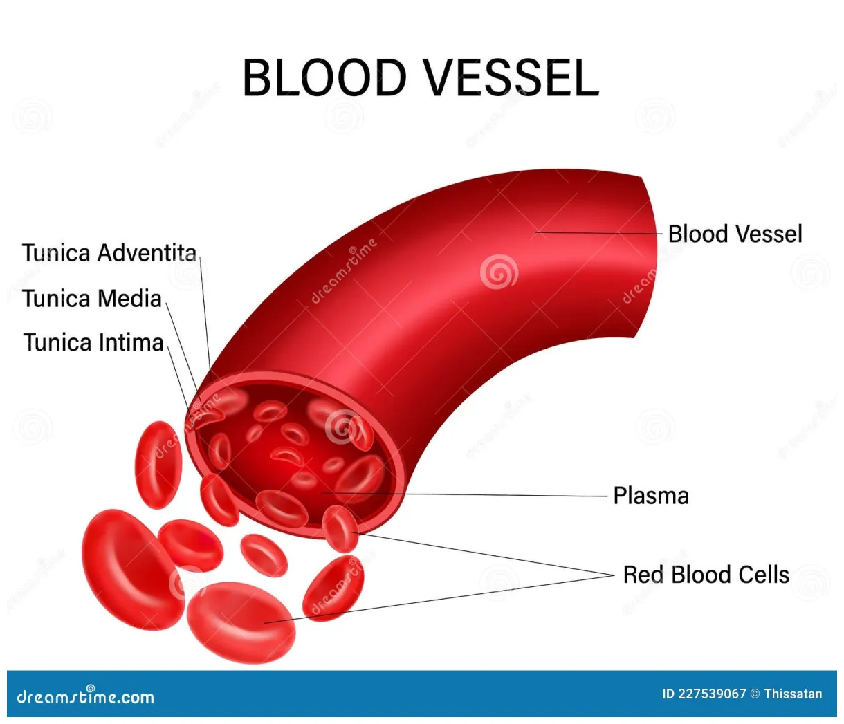 Blood vessel diagram isolated on white . vector illustration