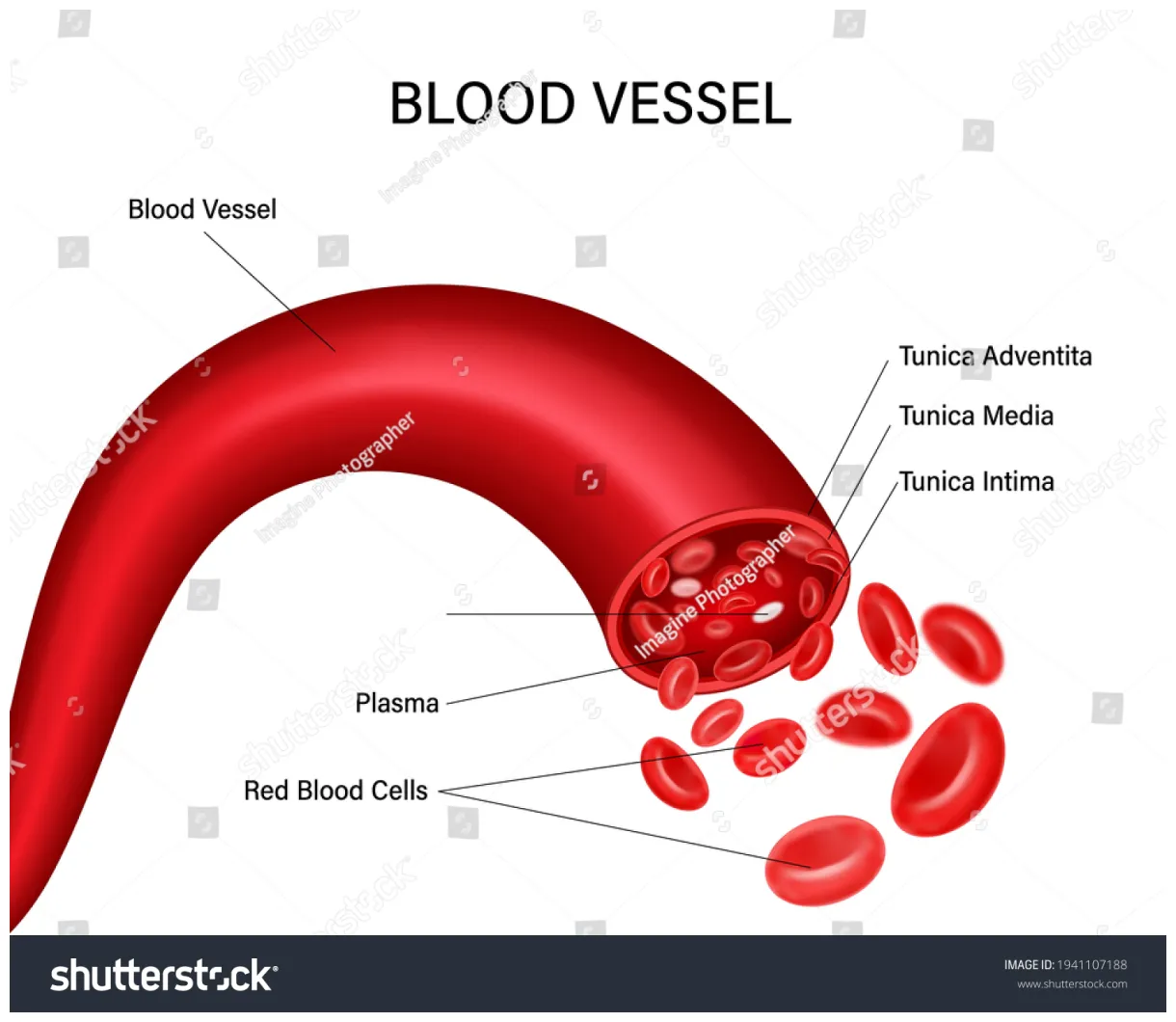 Blood vessel diagram isolated on white stock vector