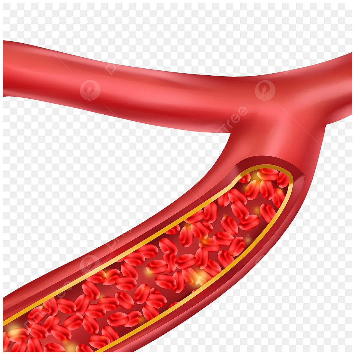 Blood vessels clipart transparent png , human blood vessels medical