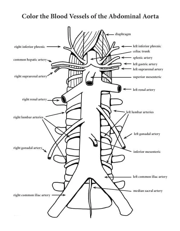 Blood vessels anatomy coloring page download, print or color online