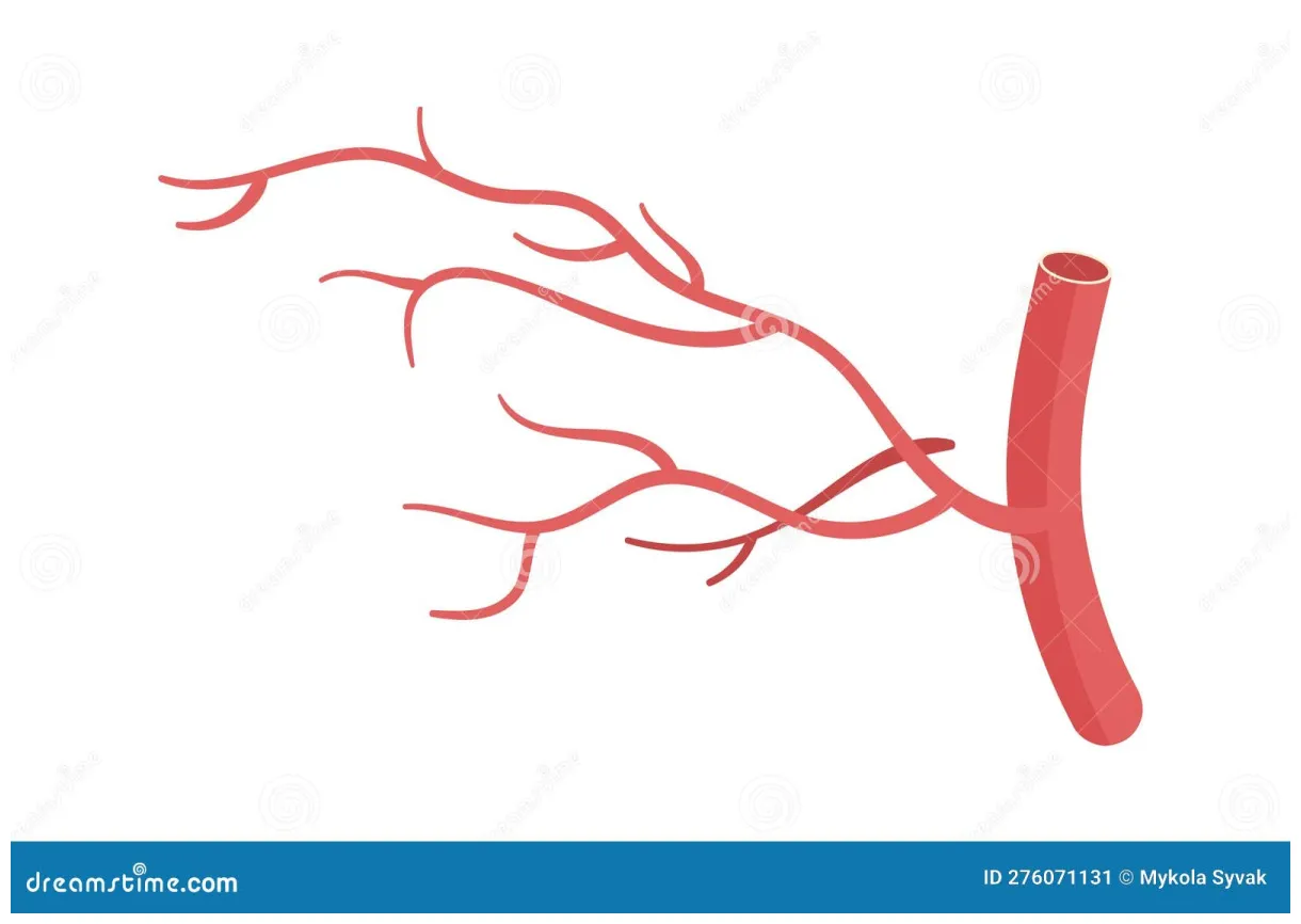Blood vessel illustration stock vector. illustration of care 276071131