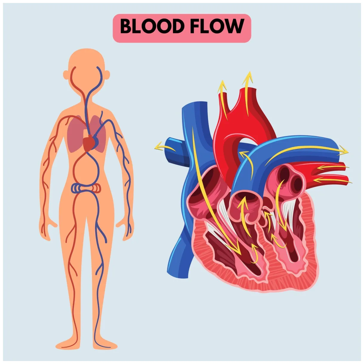 Blood vessel coloring pages [2025] printable coloring page