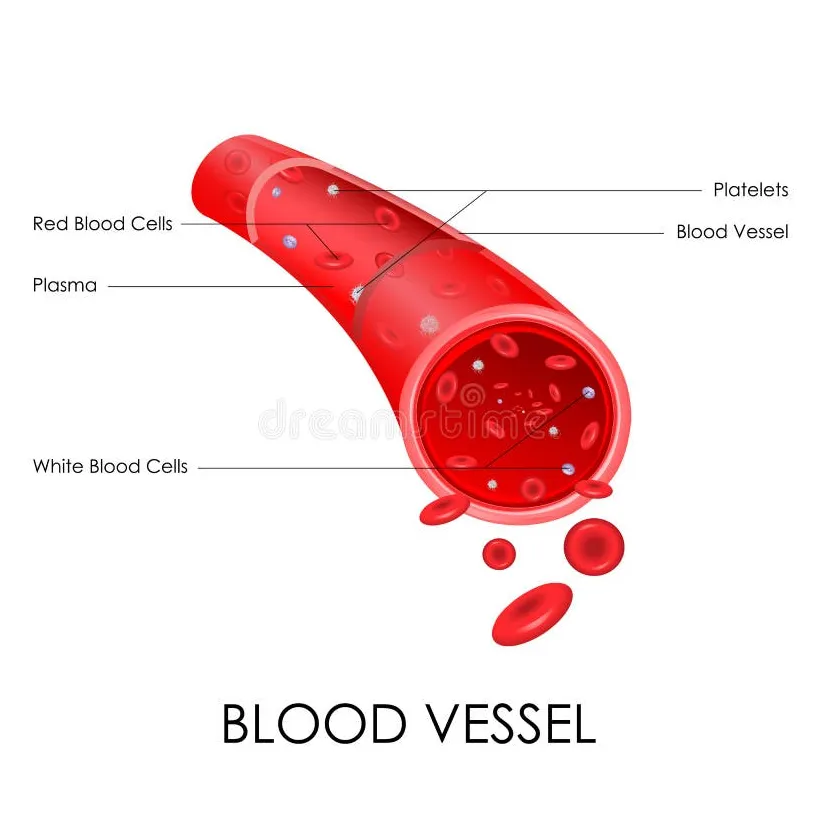 Blood vessel stock vector. illustration of motion, diagram 39773537