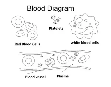 Blood vessel coloring pages [2025]