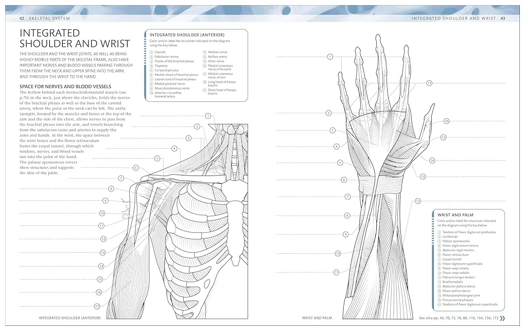 Blood vessel coloring pages [2025]