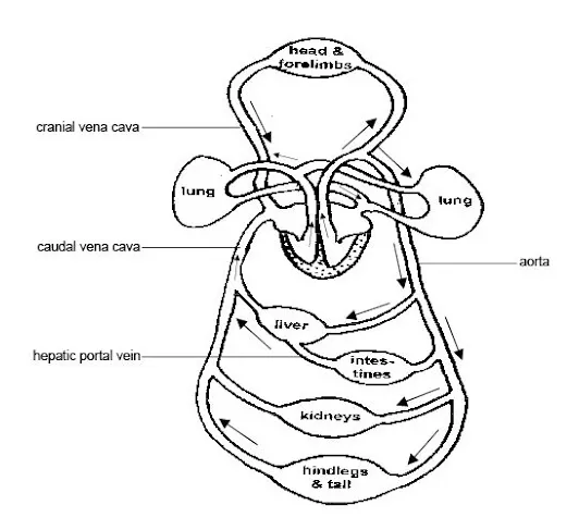 Blood vessels coloring pages coloring home printable coloring page