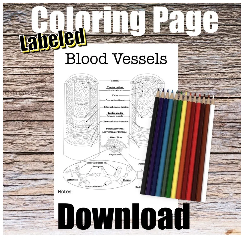 Blood vessel anatomy coloring page labeled digital download artery vein