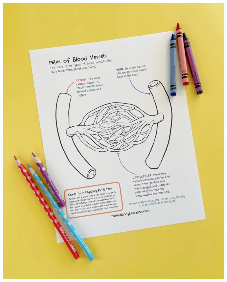 Blood vessel activities and coloring page for kids