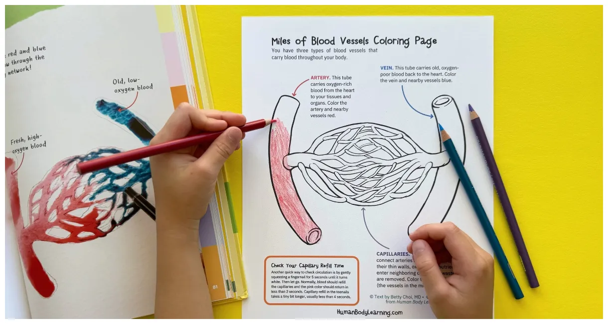 Blood vessel activities and coloring page for kids
