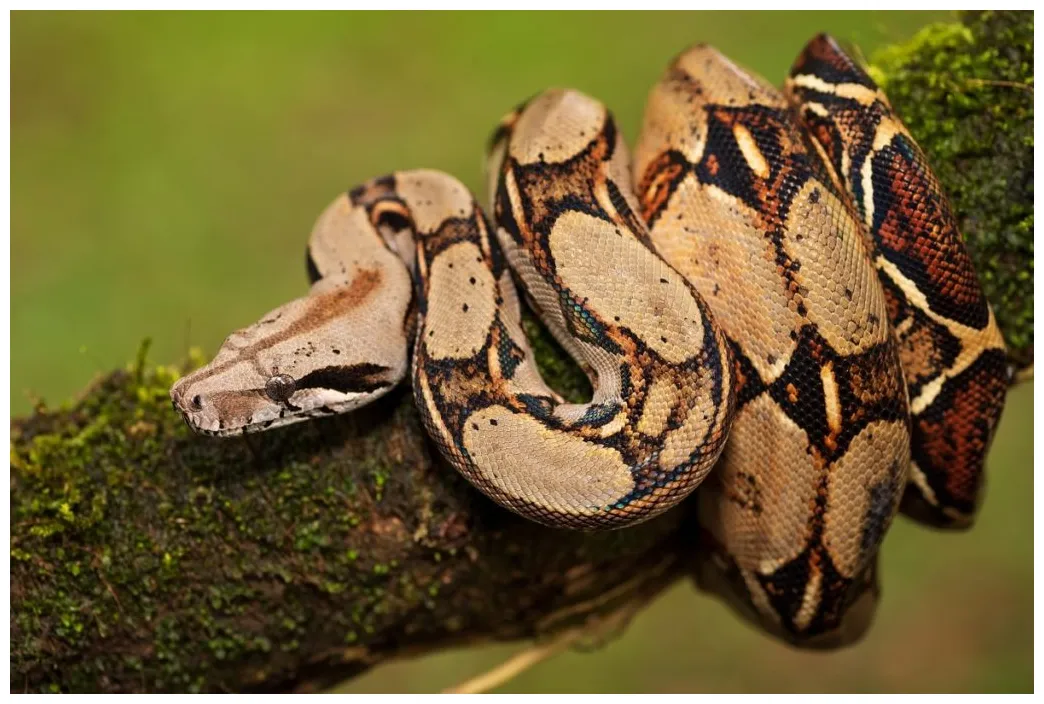 Boa constrictor características, hábitat, reproducción, alimentación