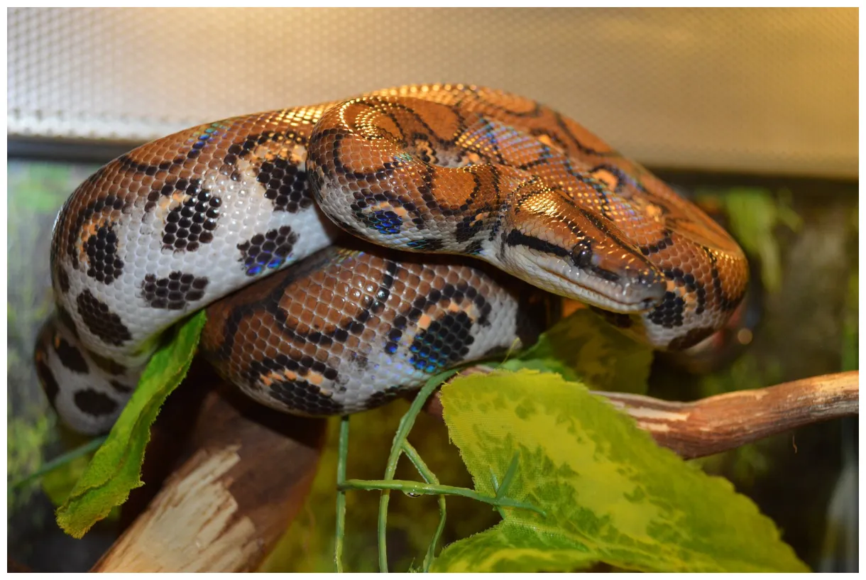 Boa constrictor haltung und pflege / terraristik shop