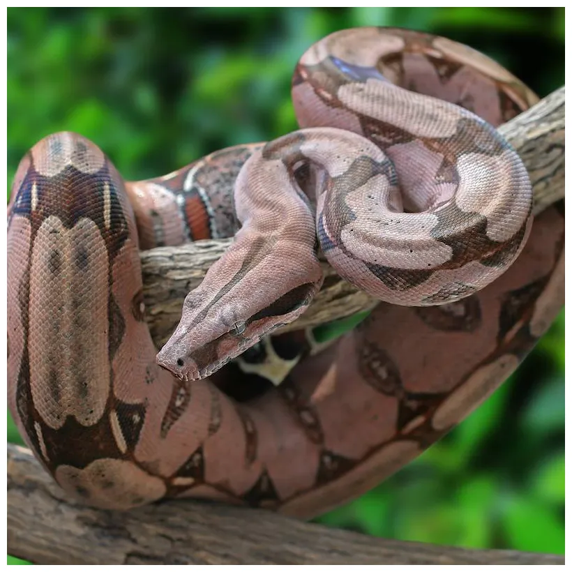 Boa explication tête à modeler du mot boa