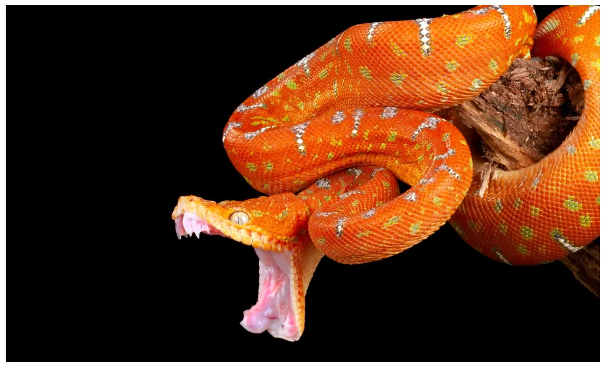 Emerald tree boa pictures az animals