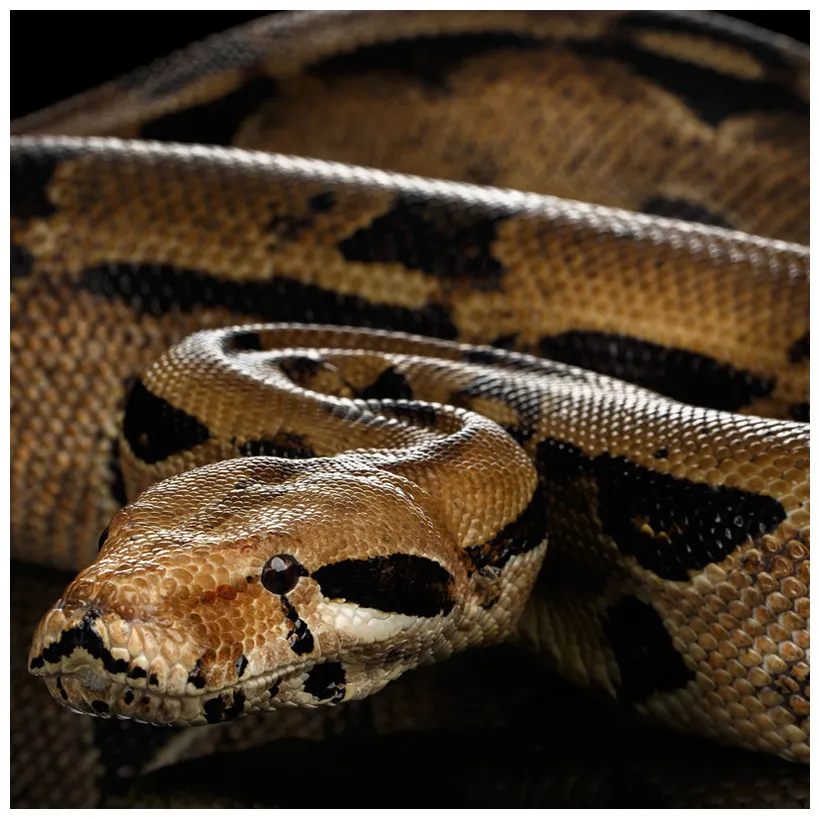 Boa constrictor rainforest animals