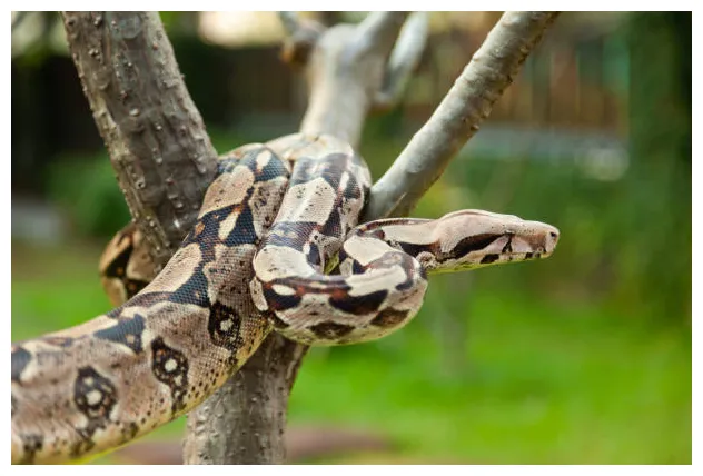 16 300+ boa s s, taleaux et s libre de droits istock