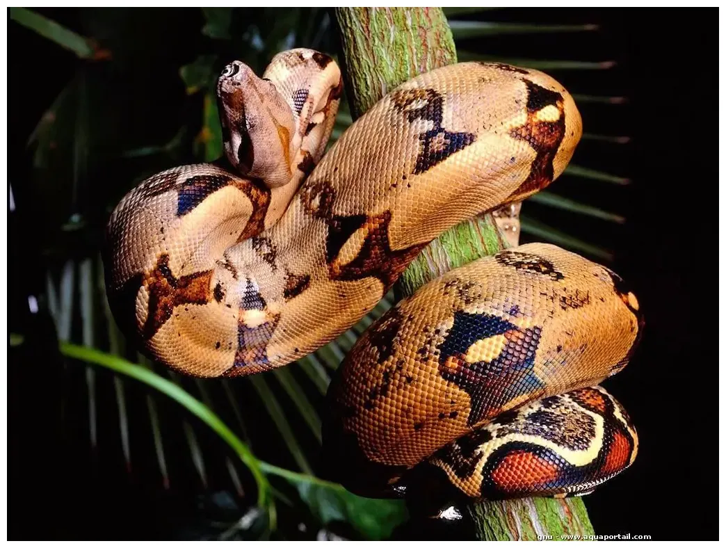 Boa constrictor boa devin, aviosa aquaportail printable coloring page