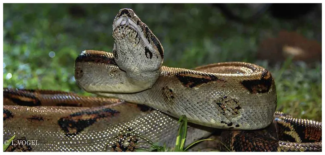 Boa común alojamiento, cuidados y mantenimiento