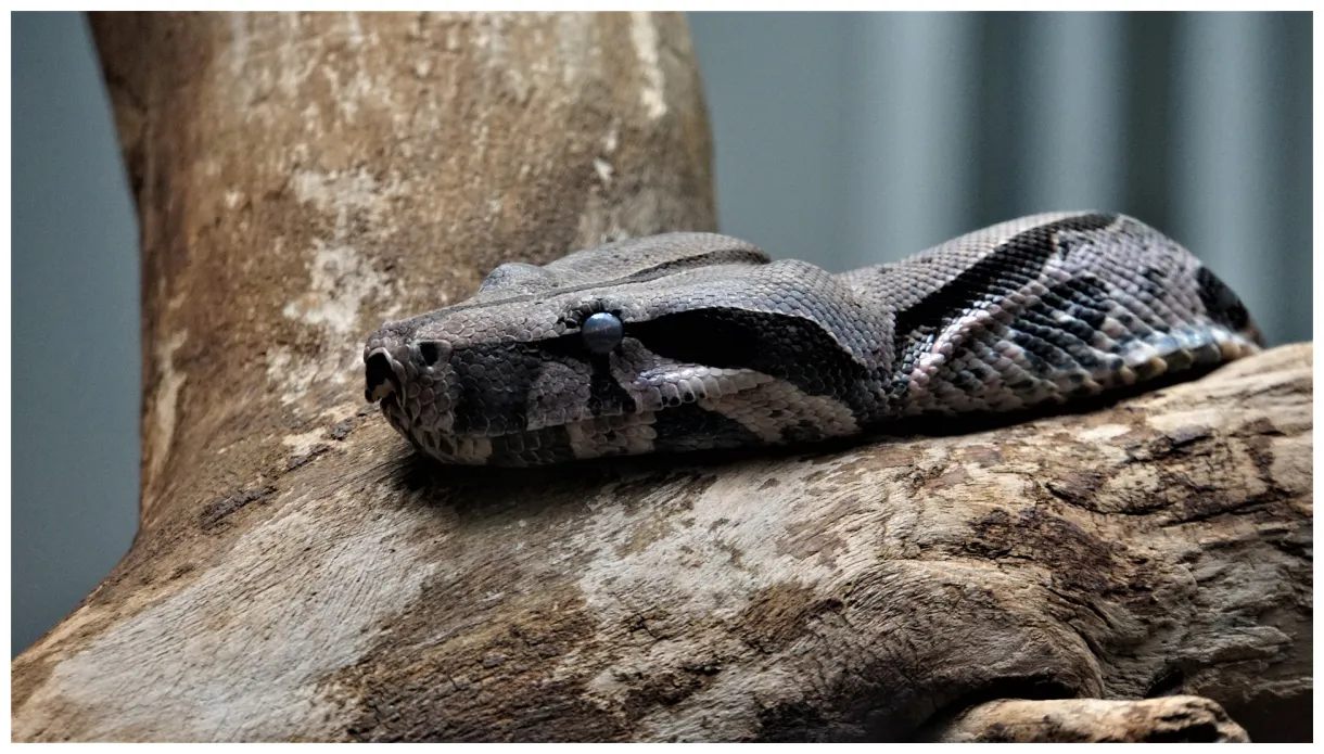 Boa-schlange eigenschaften, lebensraum, ernährung und fortpflanzung