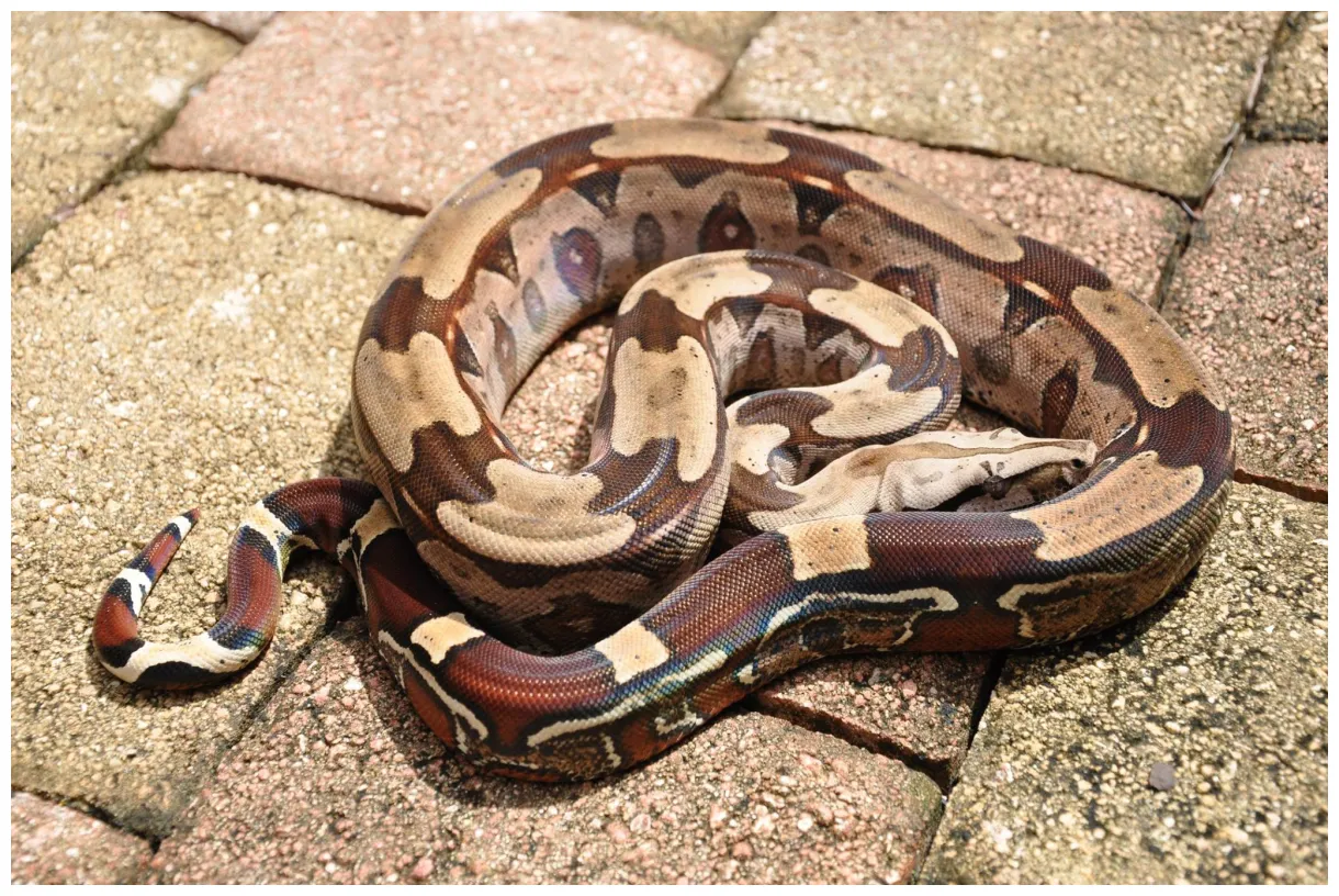 Boa constrictor facts, description, lifespan, habitat, & pictures
