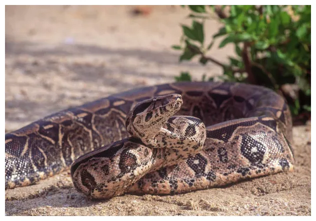 22 900+ boa s, taleaux et s libre de droits istock printable coloring page