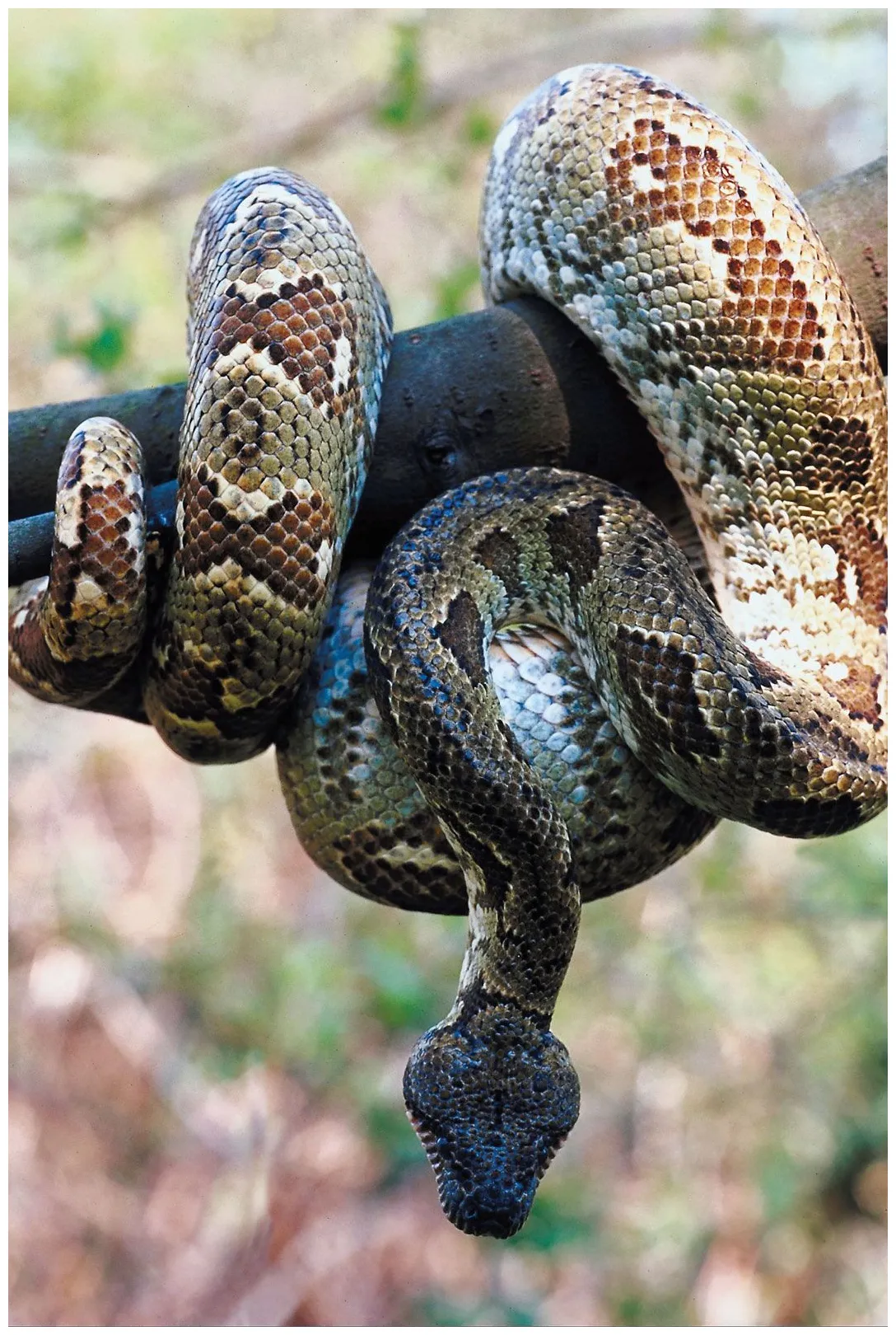 Boa constrictor description, size, subspecies, & facts britannica
