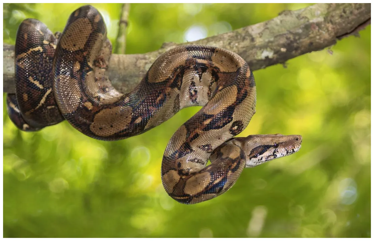 Boa actualités, vidéos, s et infos en direct 20 minutes