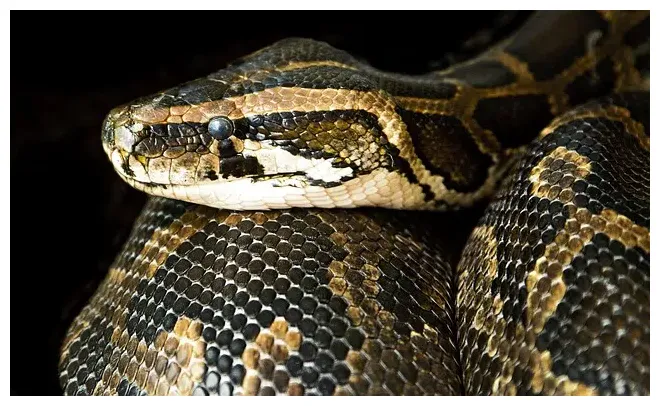 Boa qué es, definición y concepto