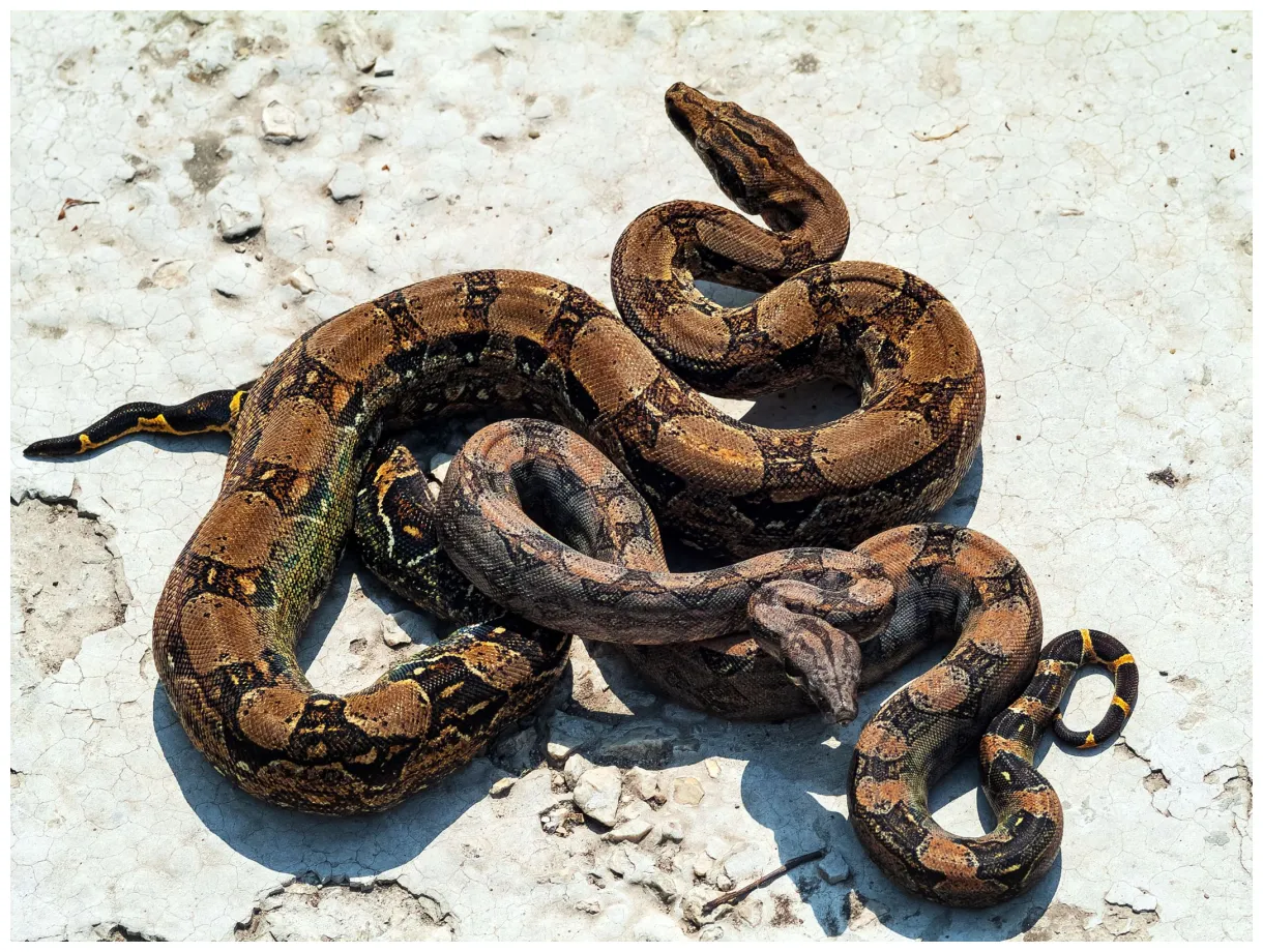 Do boa constrictors eat sloths? wild wonderings! animal hype