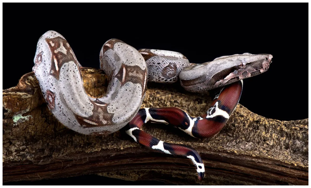 Dwarf boa a-z animals