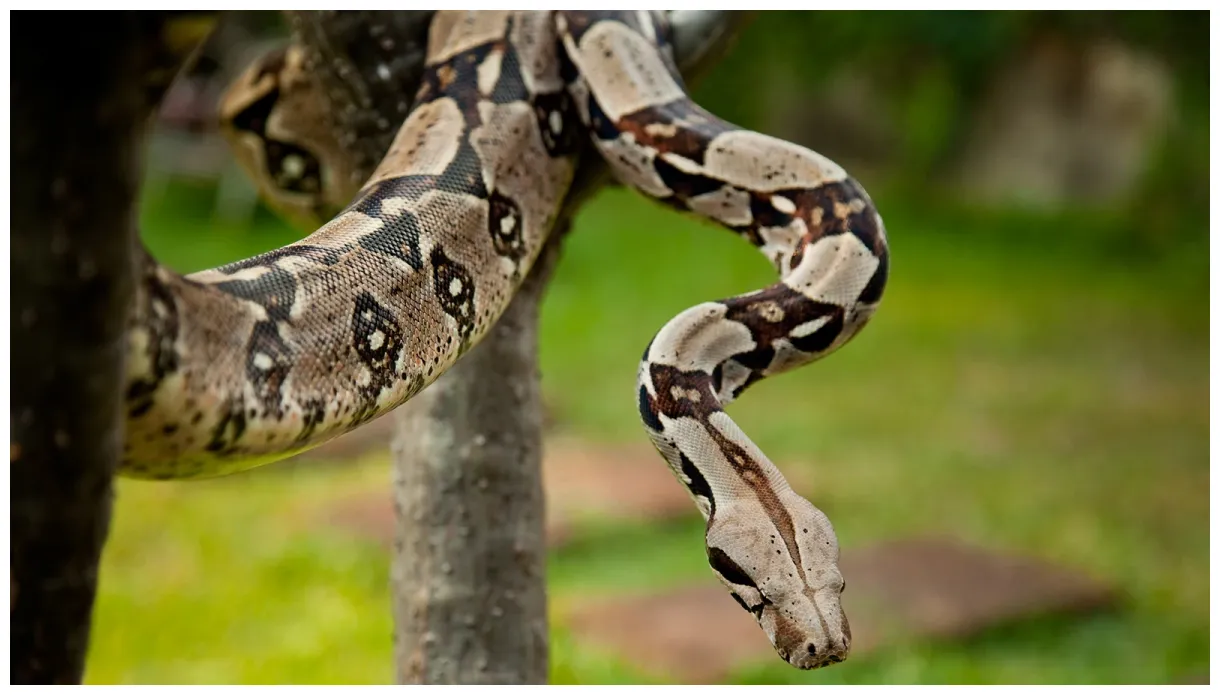 Boa constrictor animals wiki fandom