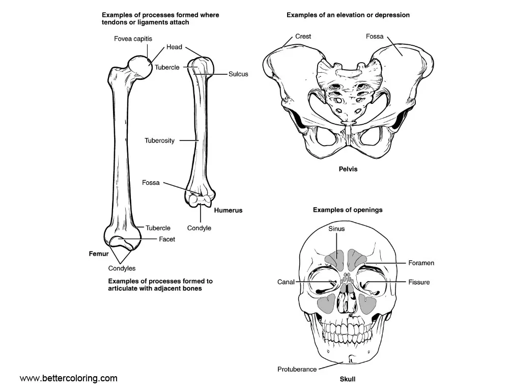 Anatomy coloring pages human bone structure free printable coloring pages
