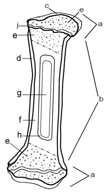 Bone coloring sheet coloring pages