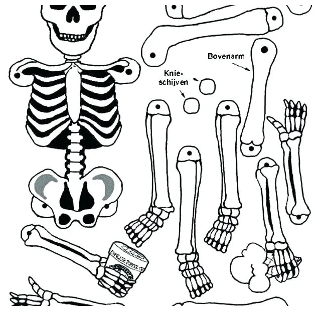 Human bone coloring pages at getcolorings free printable