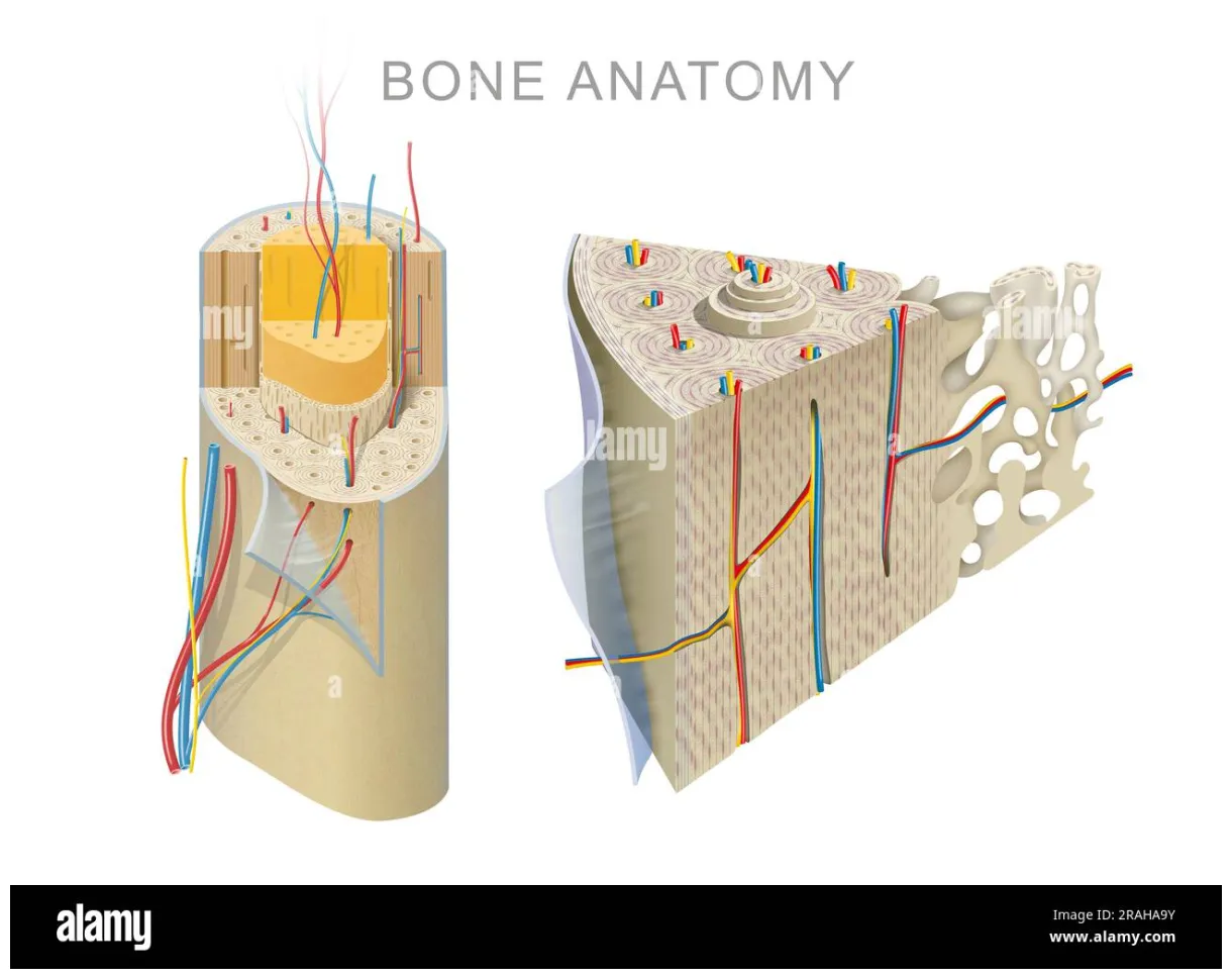 Microscopic s [2025]