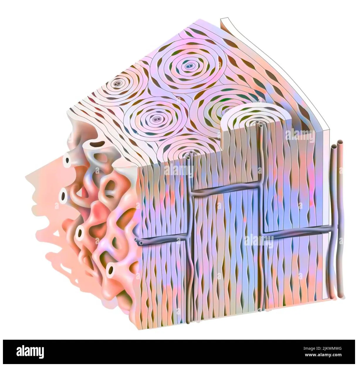 Microscopic s [2025]