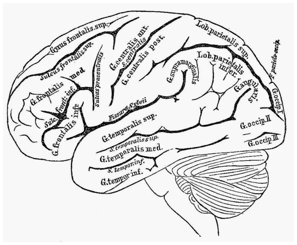 Human Brain Coloring Page - Coloring Home