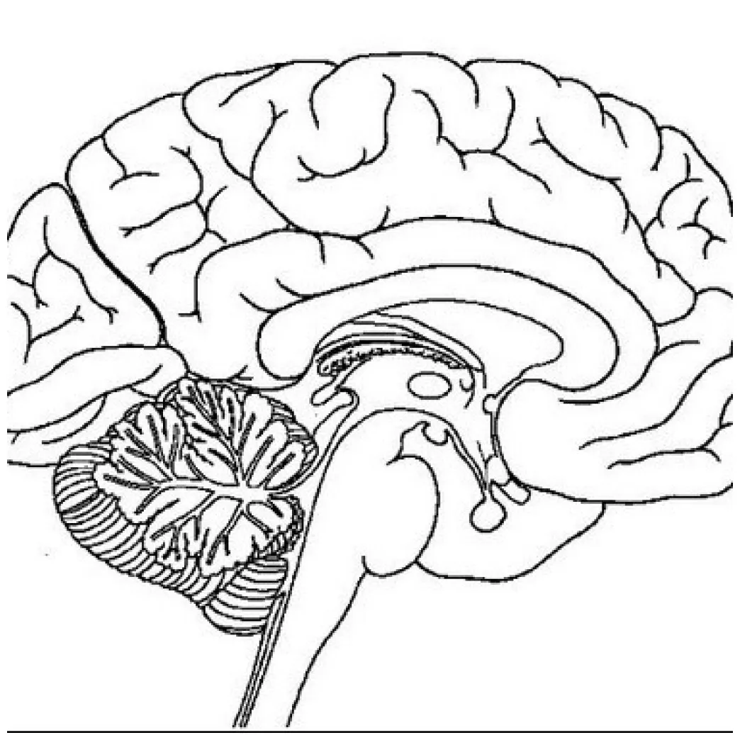 Brain Coloring Page at GetColorings.com | Free printable colorings