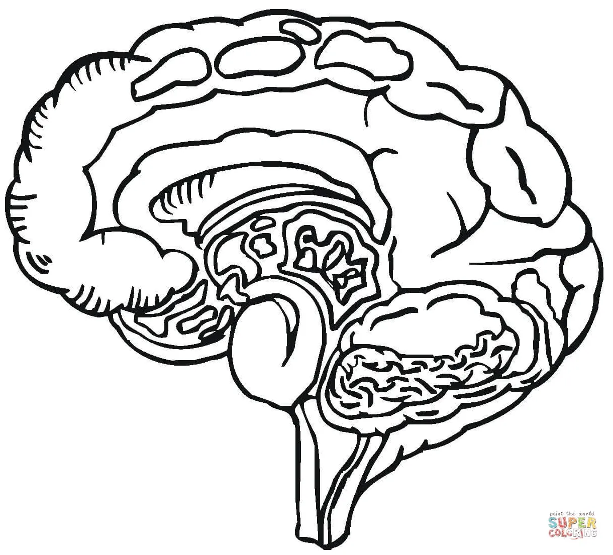 Free Human Brain Coloring Page, Download Free Human Brain Coloring Page