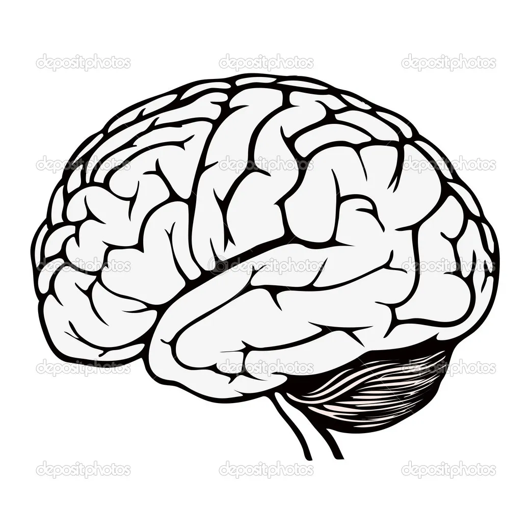 Human Brain Coloring Page at GetColorings.com | Free printable