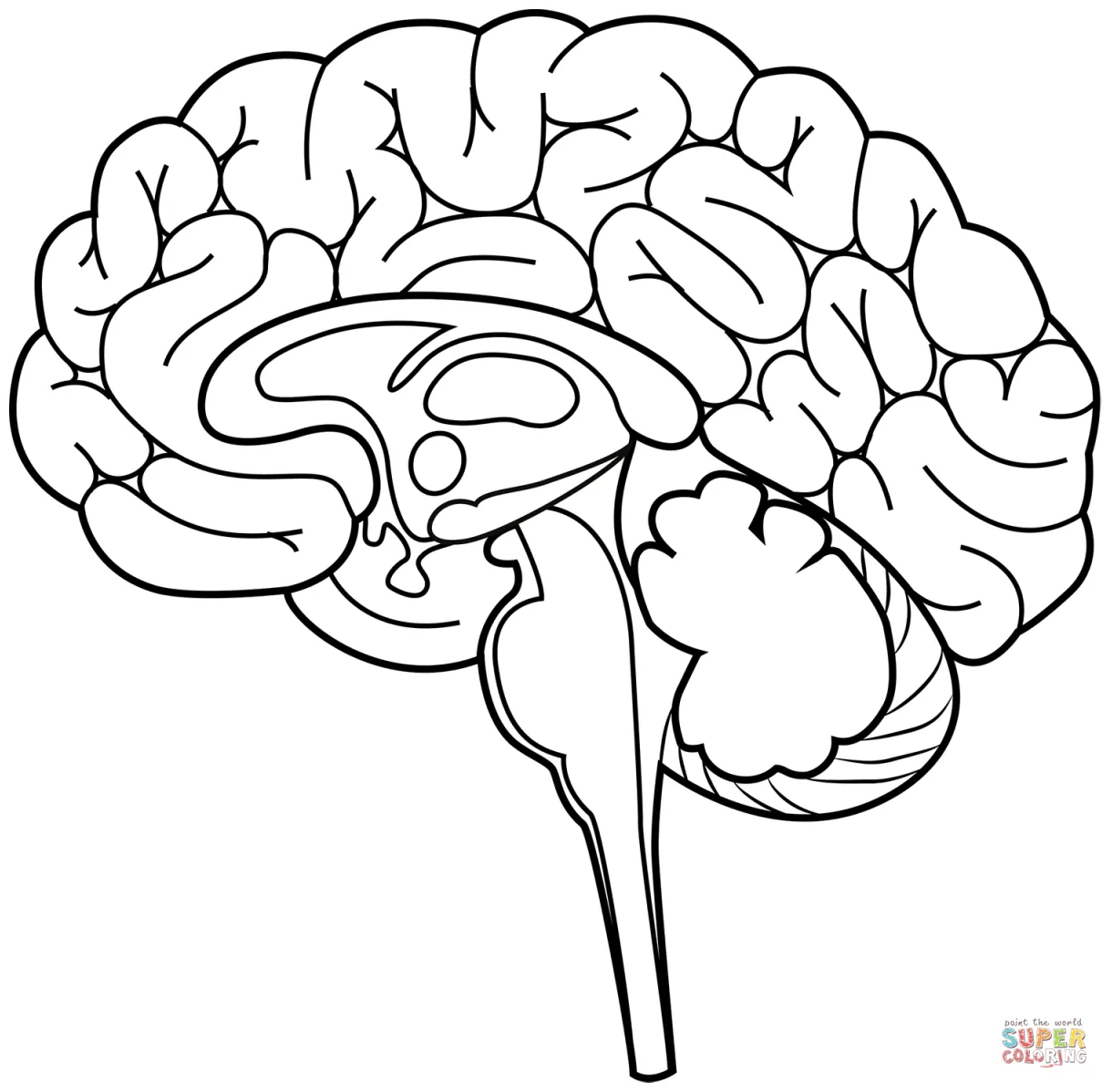 Human Brain coloring page | Free Printable Coloring Pages