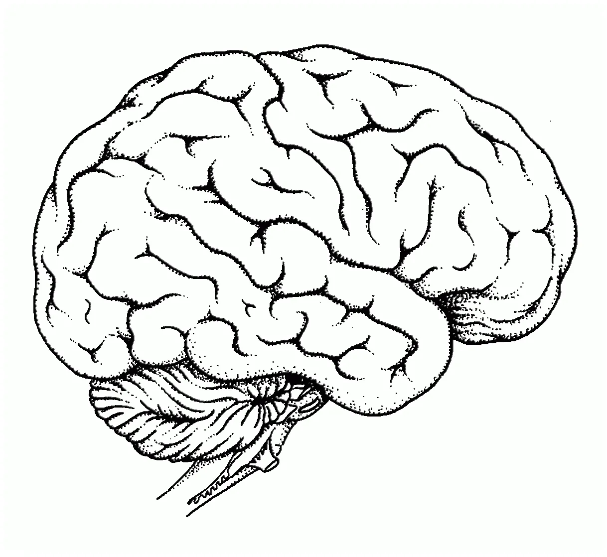 Human Brain Coloring Page - Coloring Home