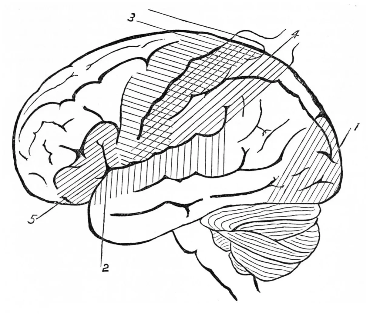 Human Brain Coloring Page