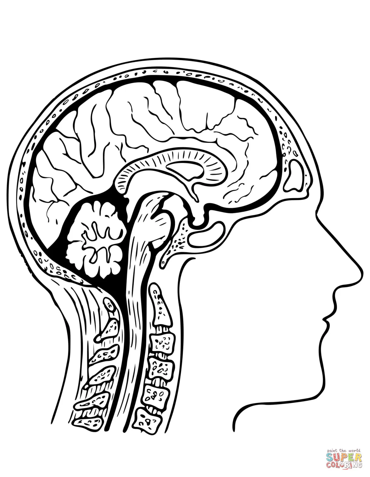 Human Brain Coloring Online