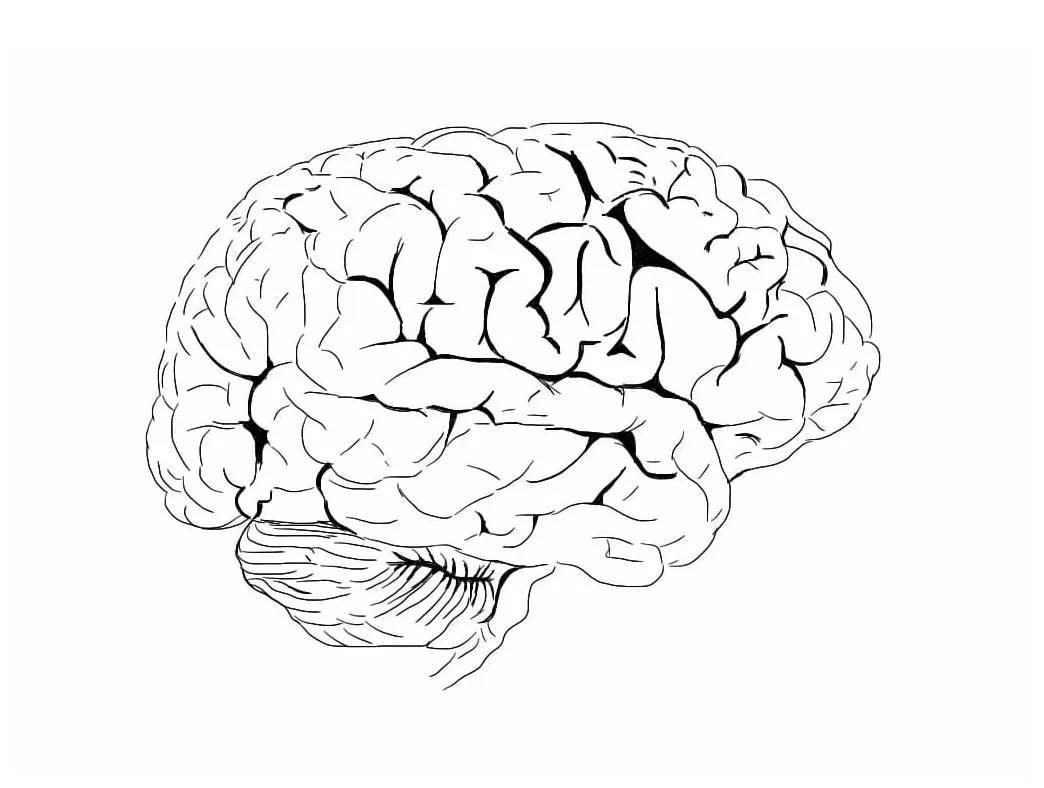 Human Brain 13