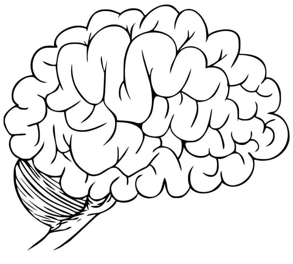 Human Brain 14 Coloring Page - Free Printable Coloring Pages for Kids