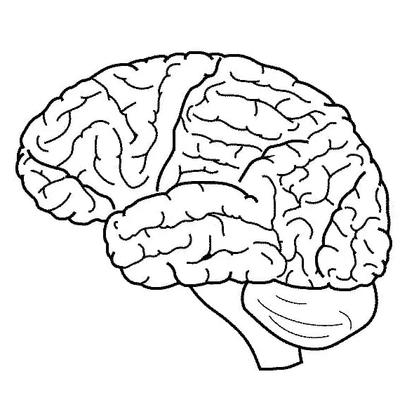 Human Brain 1 Coloring Page - Free Printable Coloring Pages for Kids