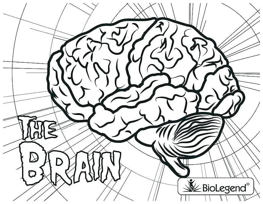 Brain Coloring Page at GetColorings.com | Free printable colorings