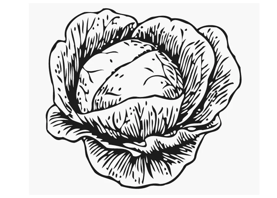 Coloring page cabbage free printables img 12898