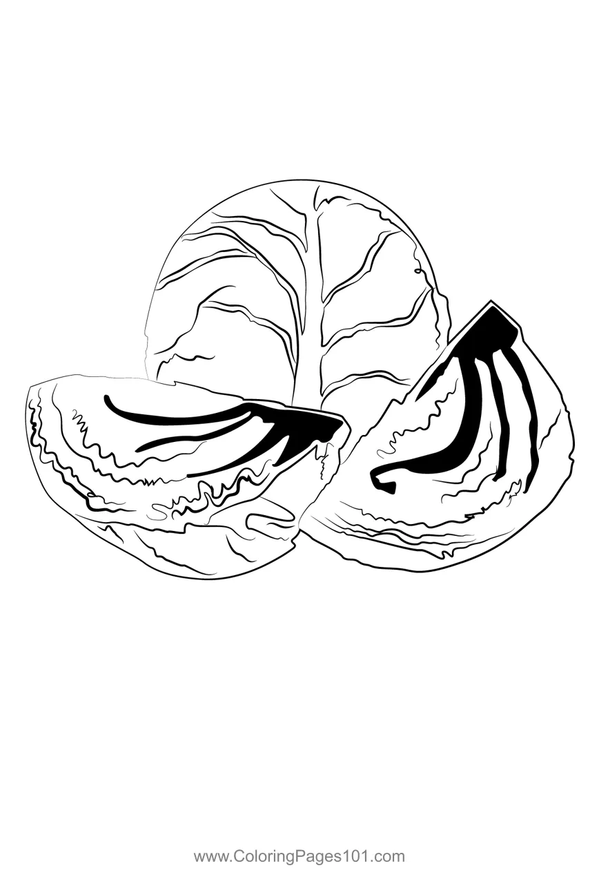 Cabbage 2 coloring page for kids free cabbage printable coloring printable coloring page